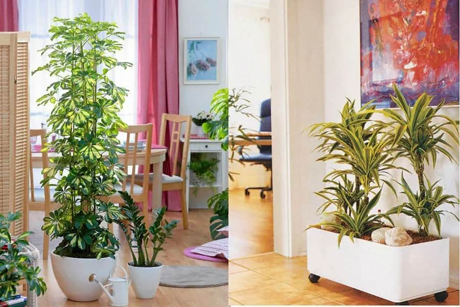 Jaki kwiat do przedpokoju? Oto rośliny, które przetrwają w cieniu